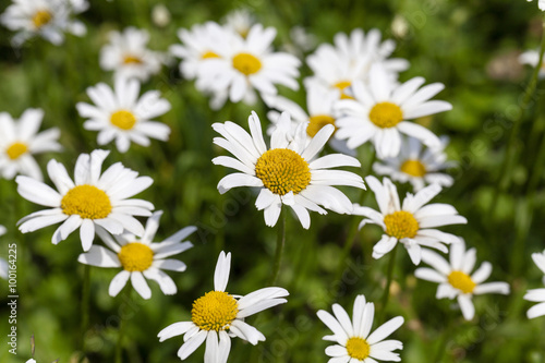   daisy in bloom © rsooll