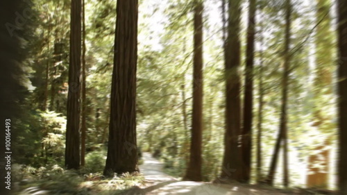 Paved path through redwood forest