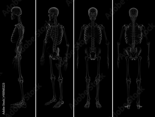 medical  illustration of the skeleton © maya2008