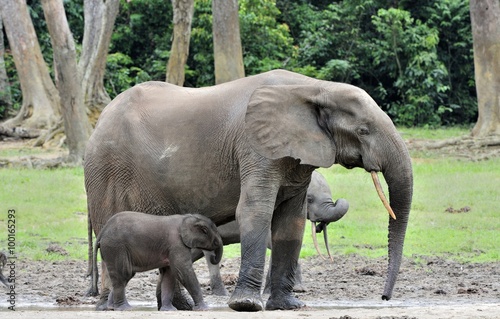 The elephant calf is fed with milk of an elephant cow The African Forest Elephant, Loxodonta africana cyclotis. At the Dzanga saline (a forest clearing) Central African Republic, Dzanga Sangha