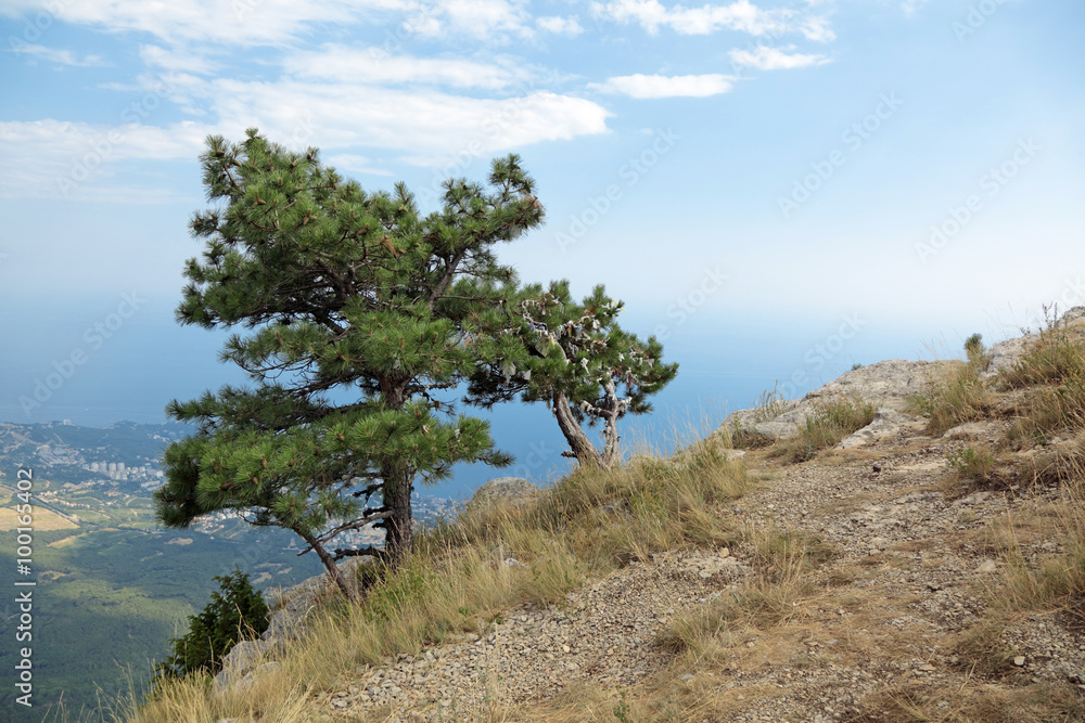 Lone pine on top of mount Ai-Petri, Yalta Municipality, Republic of Crimea