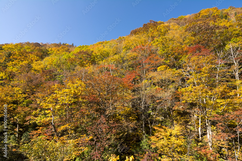 照葉峡の原生林の紅葉 照葉峡の原生林の紅葉