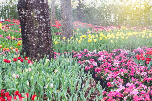 Fototapeta Naklejka Na Ścianę i Meble -  colorful of tulips flowers field .selective focus.