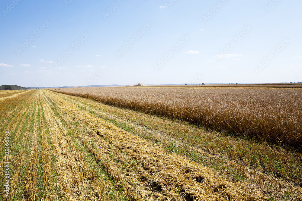 mature cereals. harvest mature cereals. harvest