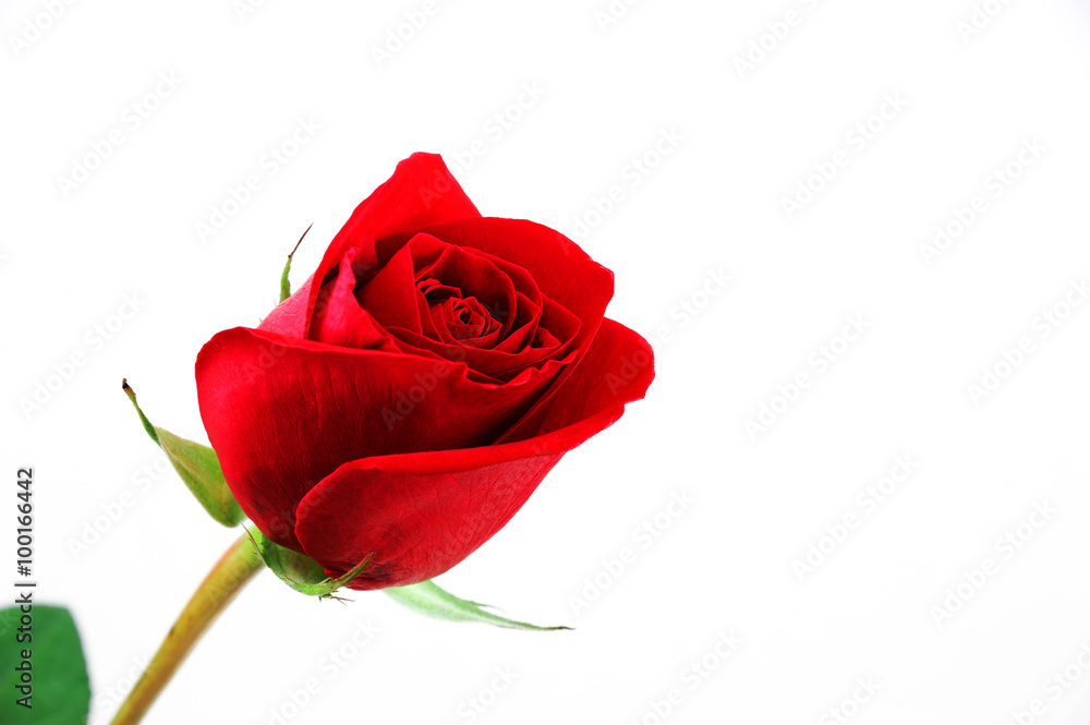 single red rose on white background single red rose on white background