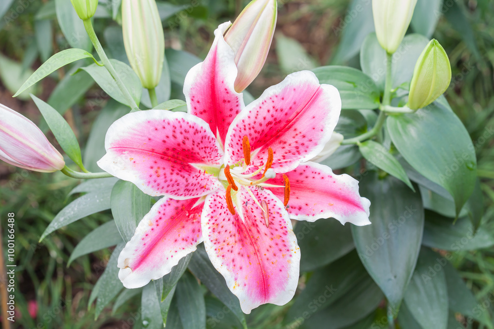 beautiful pink lily flower