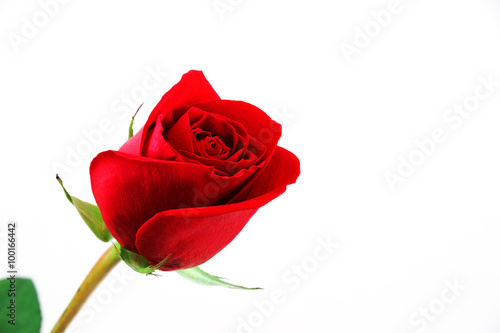 single red rose on white background