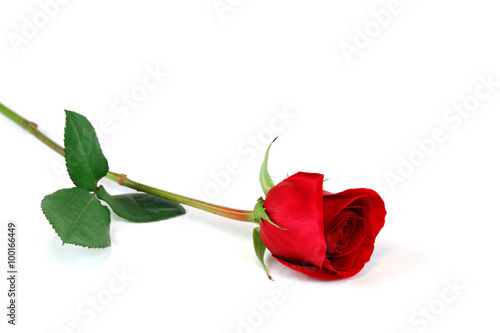 single rose laying on white background