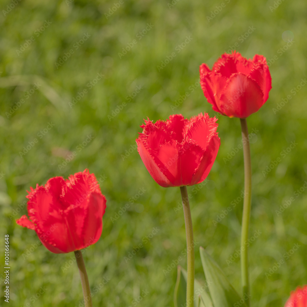 Fototapeta premium red tulips on a green background