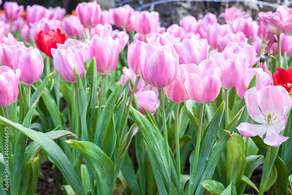 colorful of tulips flowers field .selective focus. colorful of tulips flowers field .selective focus.