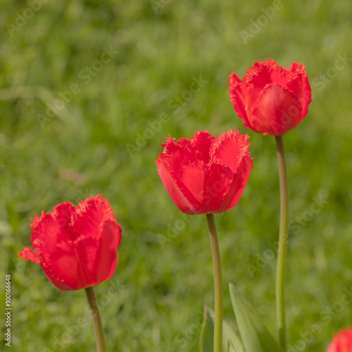 red tulips on a green background
