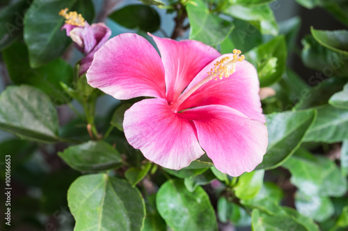 Close up of Pink Chinese rose in the garden