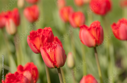 Fototapeta Naklejka Na Ścianę i Meble -  red tulips closeup