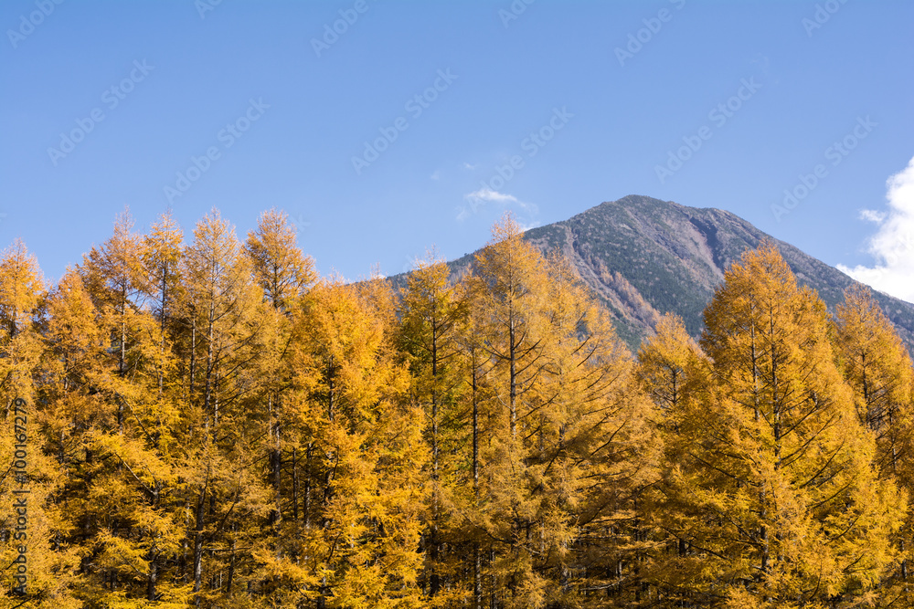 Fototapeta premium 男体山とカラマツ林の黄葉