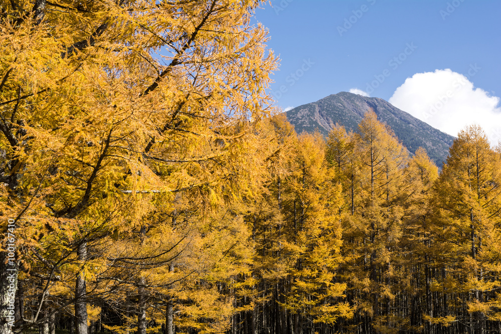 カラマツ林の黄葉と男体山