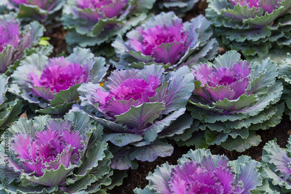 Decorative cabbage or kale, decorative cabbage Decorative cabbage or kale, decorative cabbage
