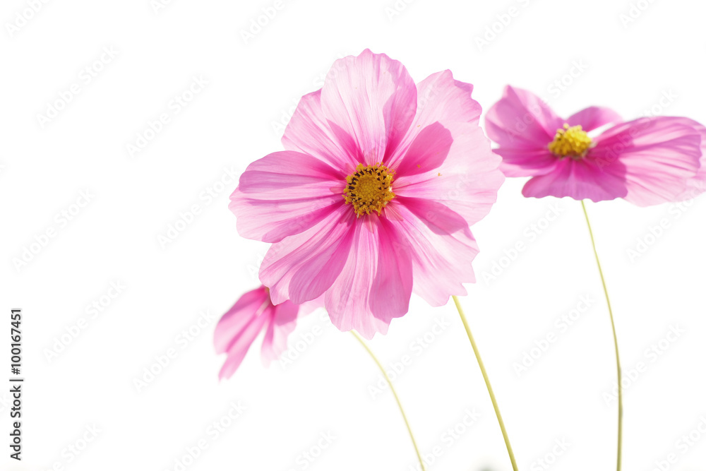 cosmos flower isolated on white cosmos flower isolated on white