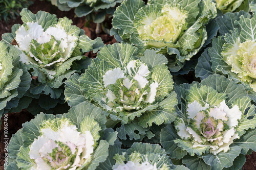 Decorative cabbage or kale, decorative cabbage