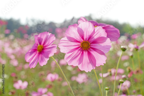 cosmos flower in the garden