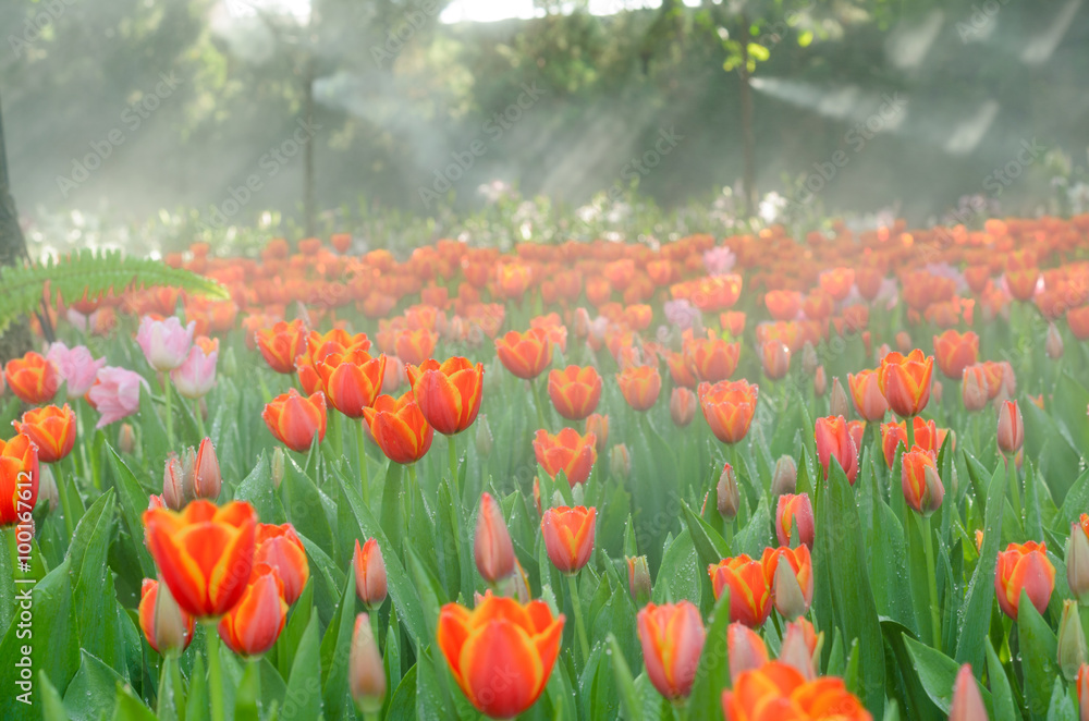 Fototapeta premium pole tulipanów w pięknym ogrodzie