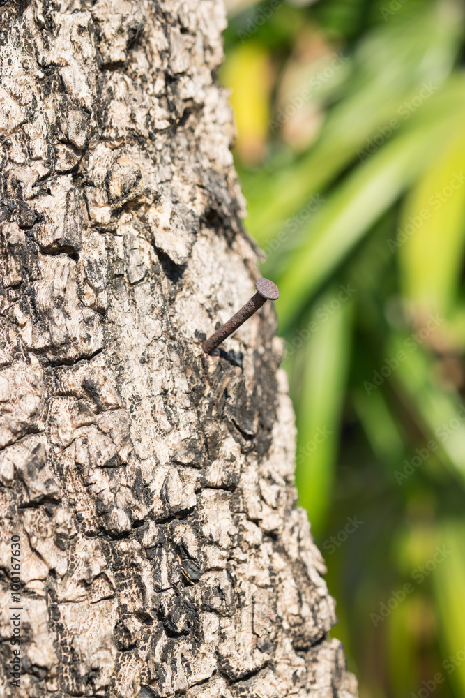 Rusty nail on the Old Wood Tree bark for Background Rusty nail on the Old Wood Tree bark for Background