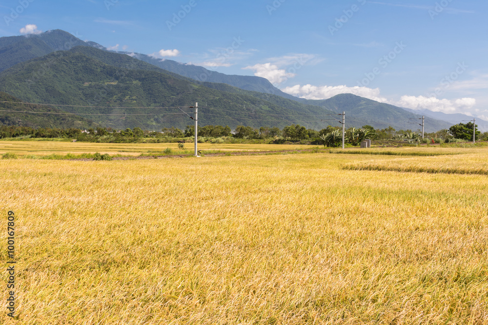 Rural scenery with golden paddy