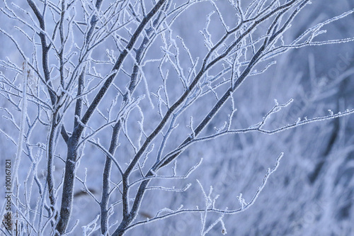 冬の風景 © makieni