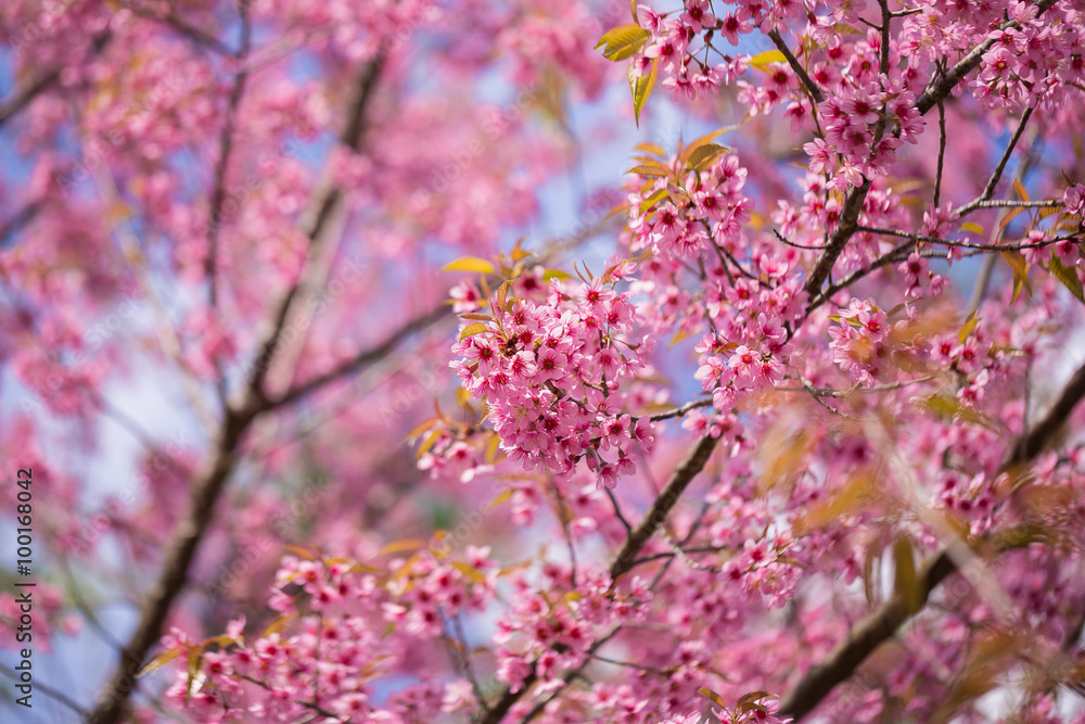 Closeup of Wild Himalayan Cherry Closeup of Wild Himalayan Cherry