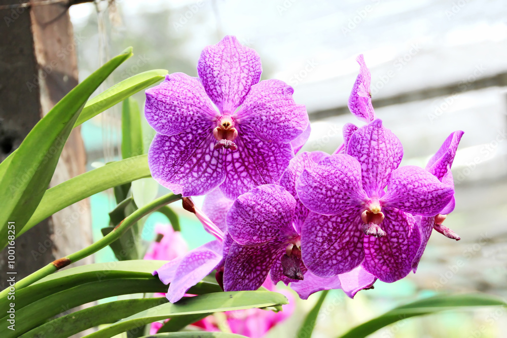 Fototapeta premium Thai Orchid