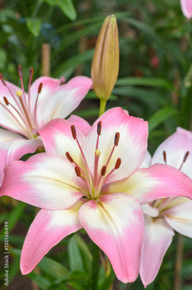 close up blooming lilies flower with green leaves in garden close up blooming lilies flower with green leaves in garden