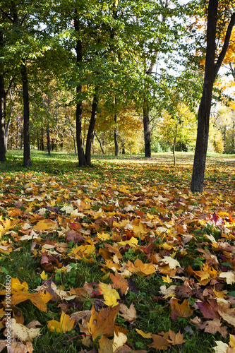 autumn forest . Belarus