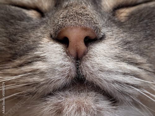 Нос кота крупным планом. Макросъемка. Нос коричневый, кот серый. Мех серый с белым. Видно усы 