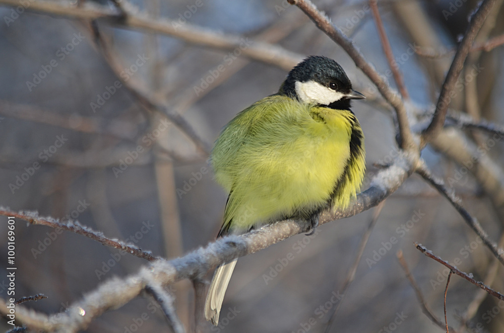 Obraz premium Синица.