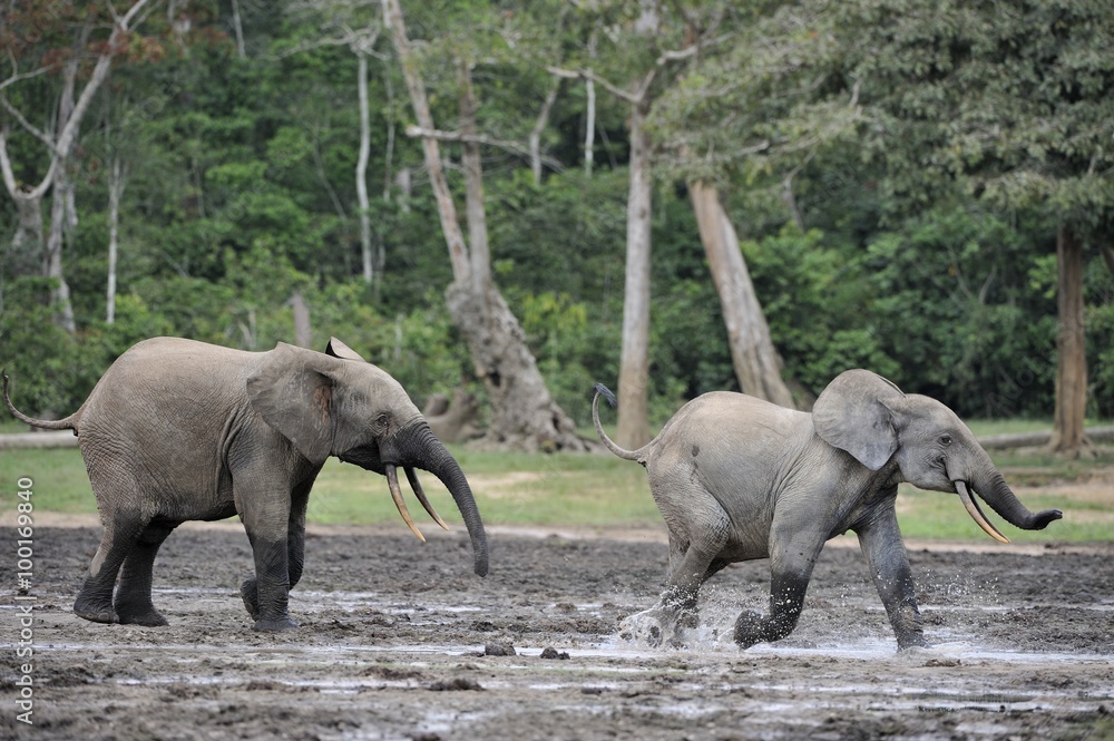 Fototapeta premium African Forest Elephant, Loxodonta africana cyclotis, of Congo Basin. At the Dzanga saline (a forest clearing) Central African Republic, Sangha-Mbaere, Dzanga Sangha