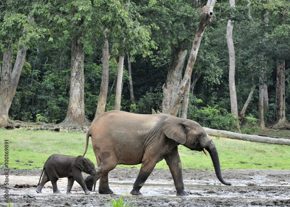 Fototapeta premium The elephant calf with elephant cow The African Forest Elephant, Loxodonta africana cyclotis. At the Dzanga saline (a forest clearing) Central African Republic, Dzanga Sangha