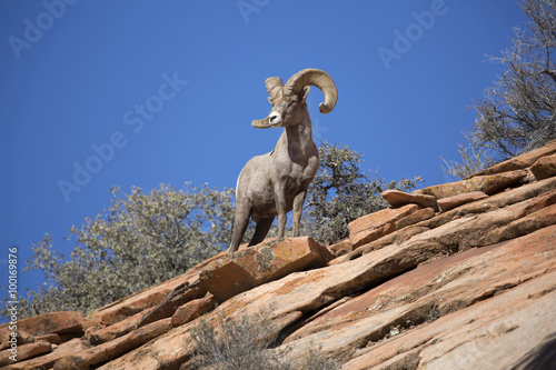 Bighorn sheep on desert mountain