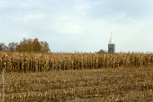 agricultural field with corn   photo