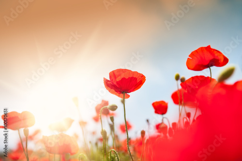 Wild red poppy flowers at morning sunlight.