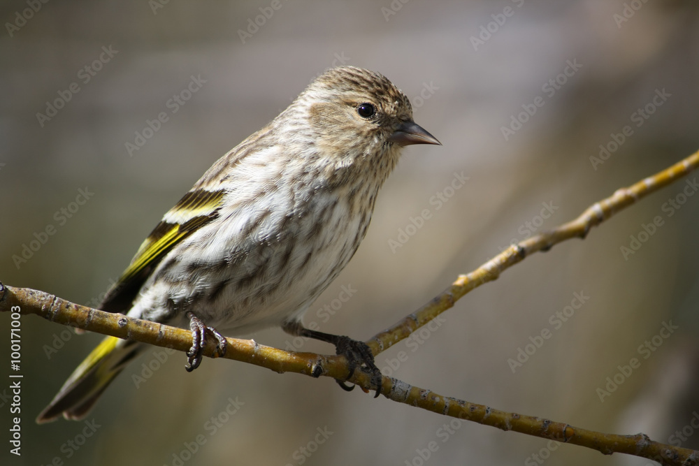 Pine Siskin on a Branch Pine Siskin on a Branch