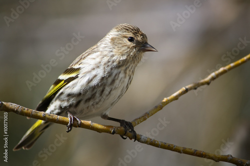 Pine Siskin on a Branch 