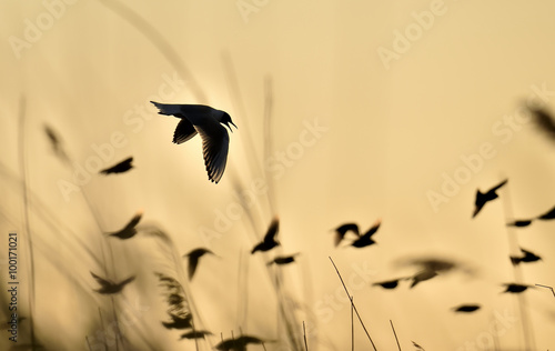 Black-headed Gull (Larus ridibundus) flying on sunset. Natural sunset red sky background,