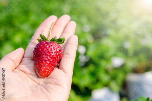 fresh strawberries in human hand