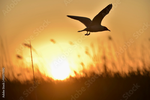 Black-headed Gull  Larus ridibundus  flying on sunset. Natural sunset red sky background 