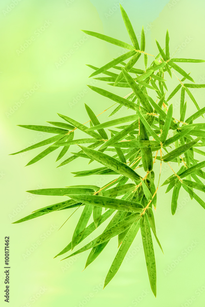 Naklejka premium bambus