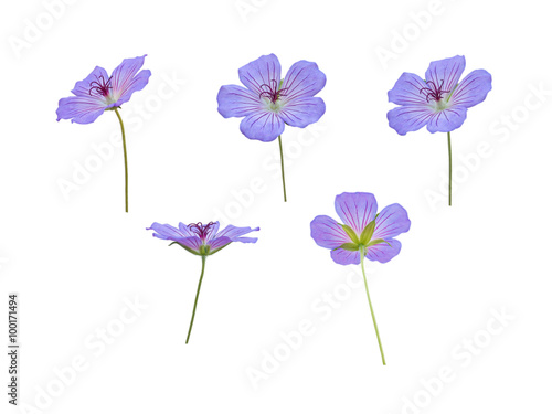 Fototapeta Naklejka Na Ścianę i Meble -  Five meadow cranesbill blue flowers isolated on white