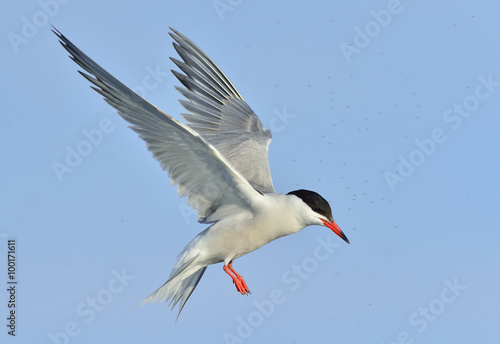  Adult common tern in flight on the blue sky background. Blue Sky background