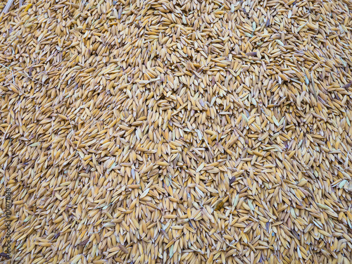 Paddy Rice Seed