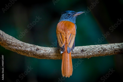 фотографія Back view female Asian paradise flycatcher (Terpsiphone paradisi)