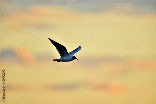 Black-headed Gull (Larus ridibundus) flying on sunset. Natural sunset red sky background, © Uryadnikov Sergey