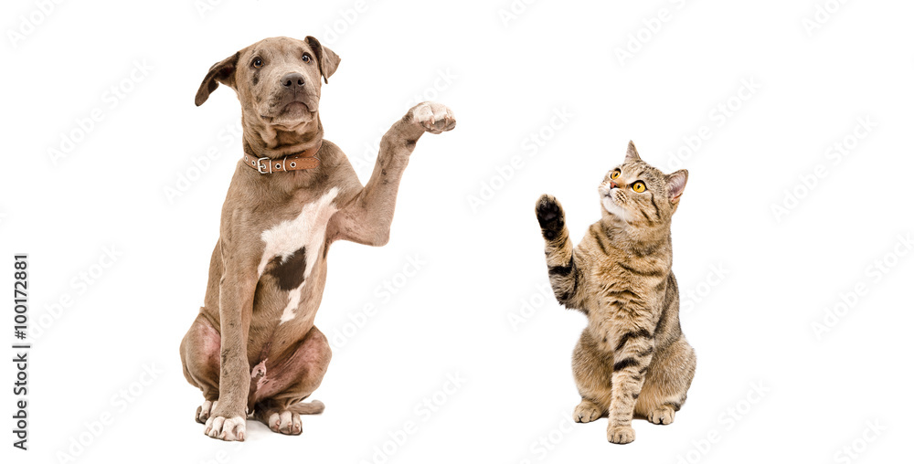 Funny Pitbull puppy and a cat Scottish Straight 